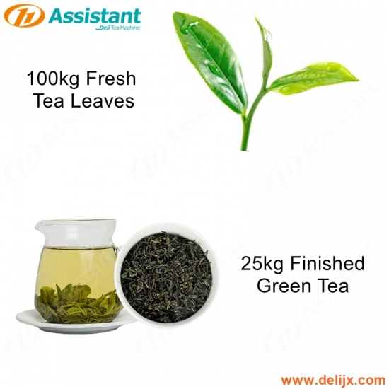 25 kg de thé vert fini 100 kg de machine de production de thé vert frais