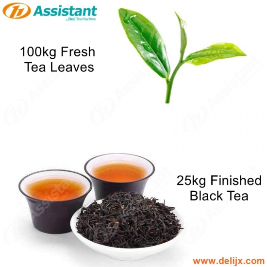 Machine de traitement des feuilles de thé fraîches de 100kg pour le thé noir fini de 25kg