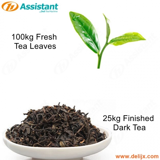 100kg de feuilles de thé fraîches pour le traitement de 25kg de machines de production de thé noir